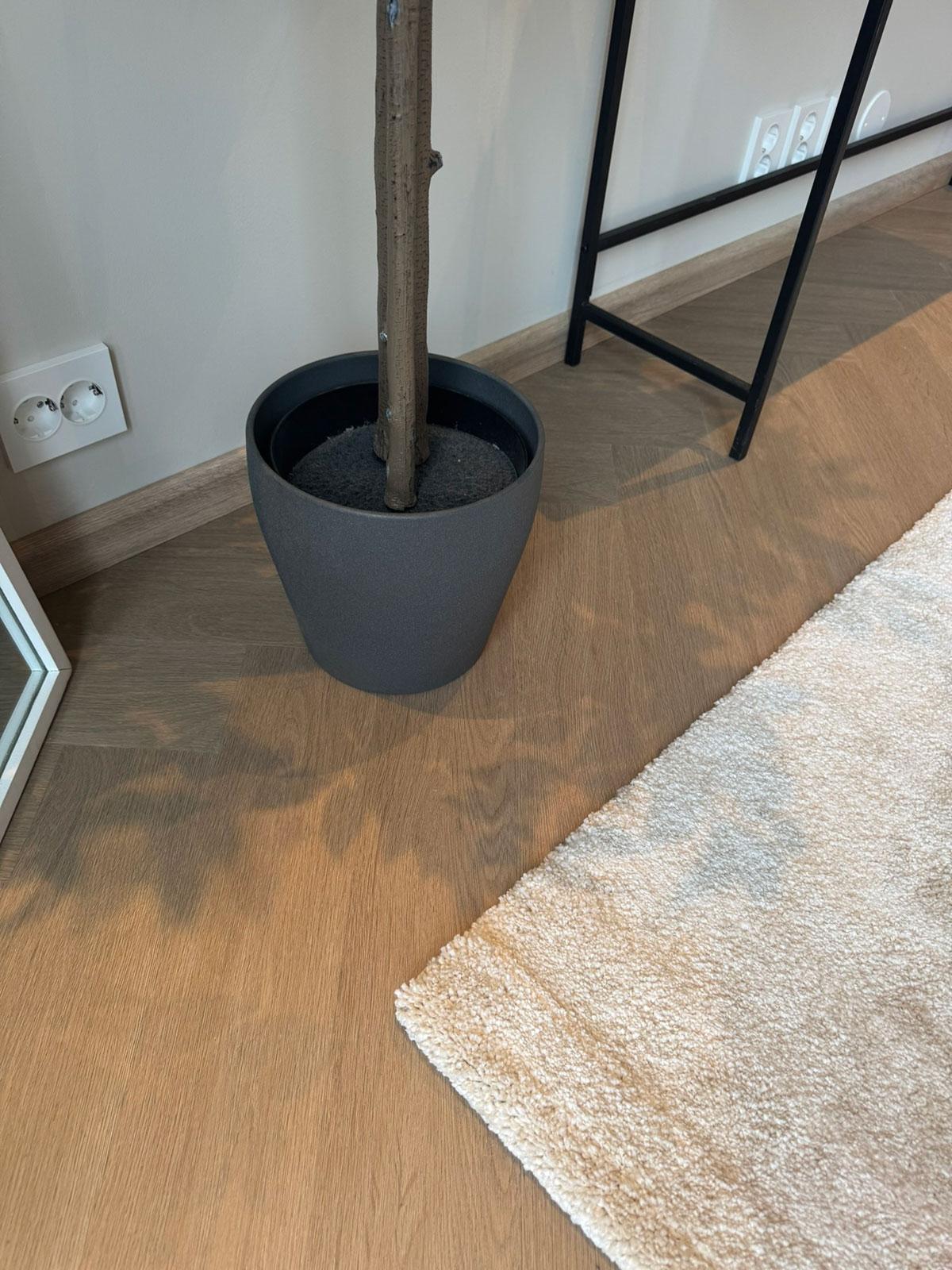 LVT-gulv i lys eikefarge lagt i fiskebensmønster, vist med mørk plantepotte og lyst teppe som skaper en myk kontrast i rommet.